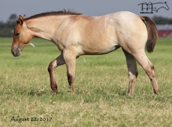 Saltys Sophy Hancock's 2017 Filly -SMOKIN SALTYS MA